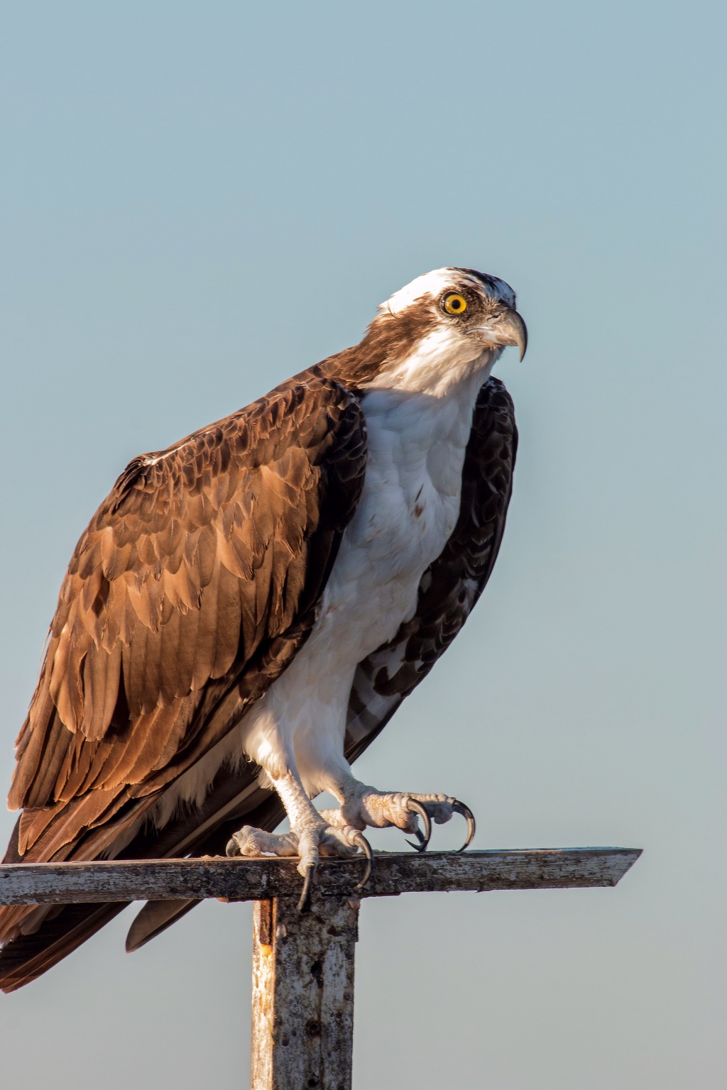 South Texas Osprey - FM Forums